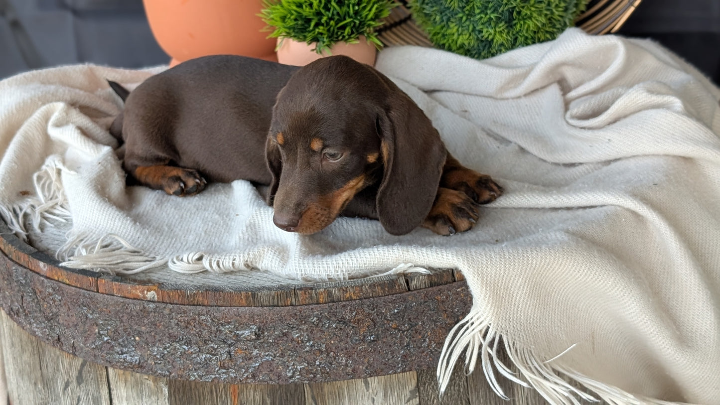 MINI DACHSHUND (MAY 26) MALE