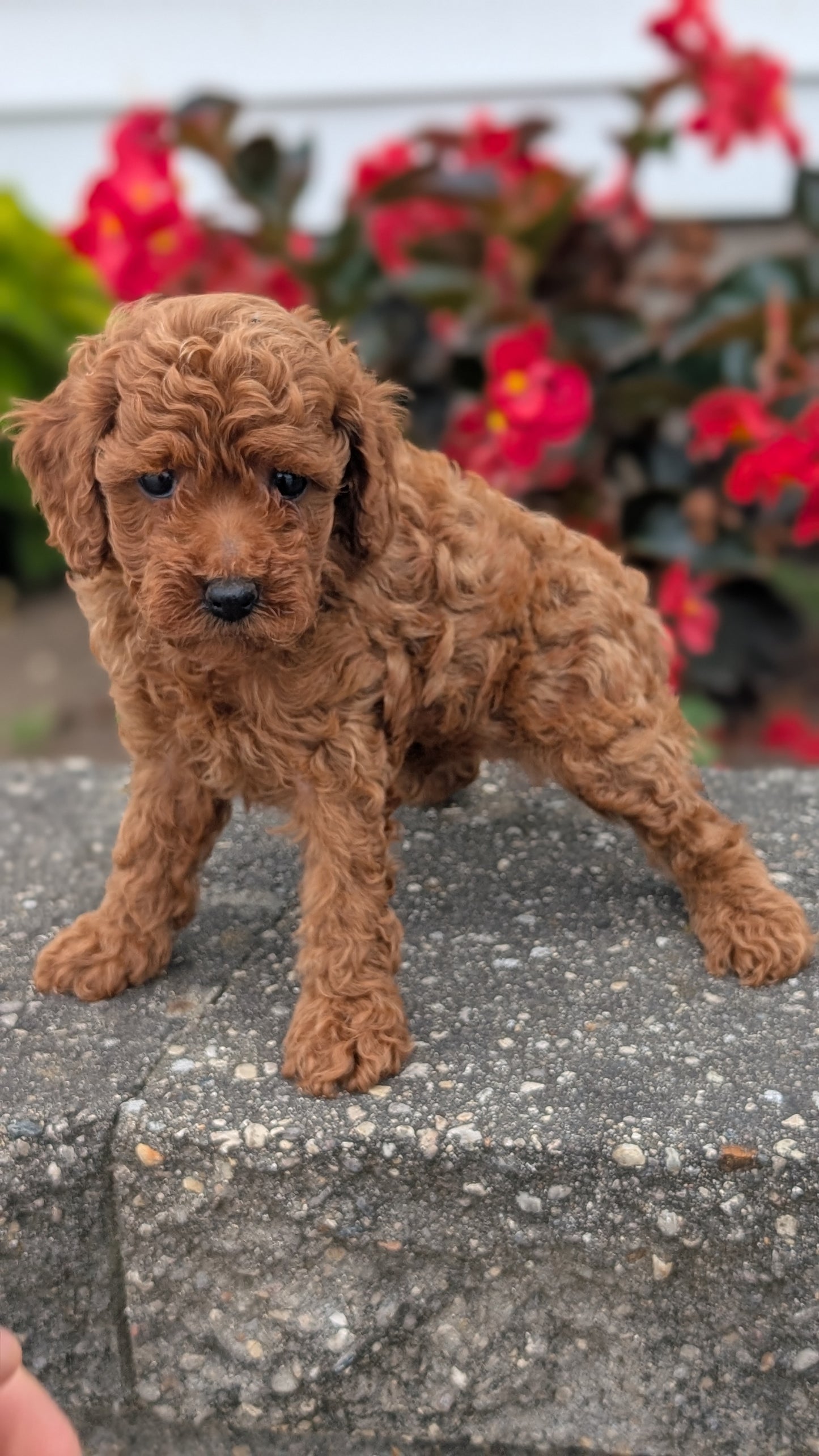 TOY POODLE (07/04) MALE