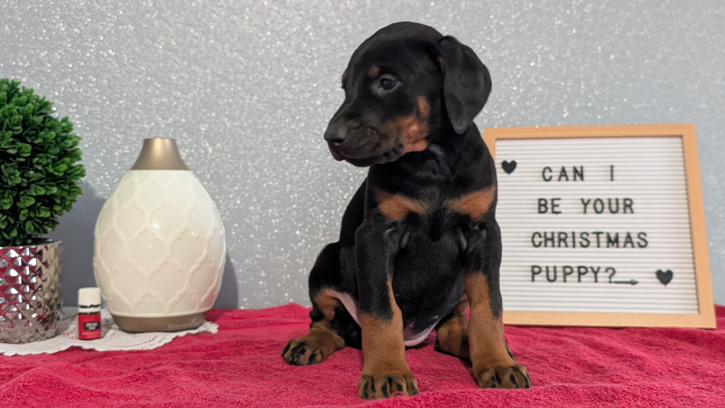 DOBERMAN PINSCHER (OCT 17) FEMALES