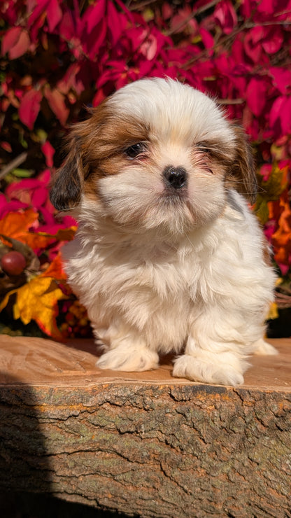 SHIH TZU (09/03) FEMALE
