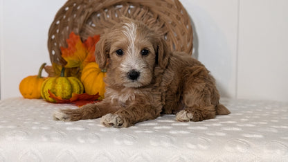 SCHNOODLE (SEP 03) 4 FEMALES/3 MALES