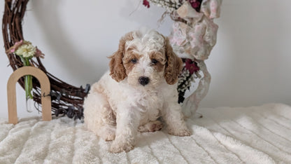 MINI POODLE (JUN 01) FEMALES