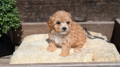 CAVAPOO (MAY 12) MALES