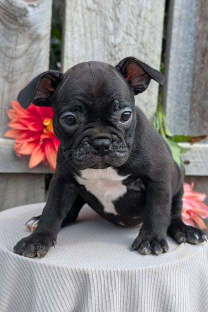 FRENCHTON (JUL 14) 2 MALES/1 FEMALE