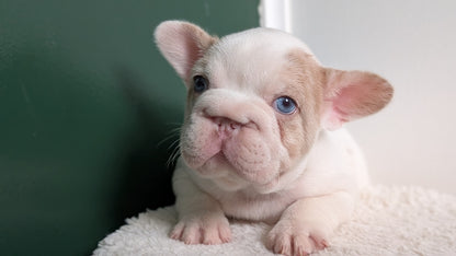 FRENCH BULLDOG (APR 03) MALE