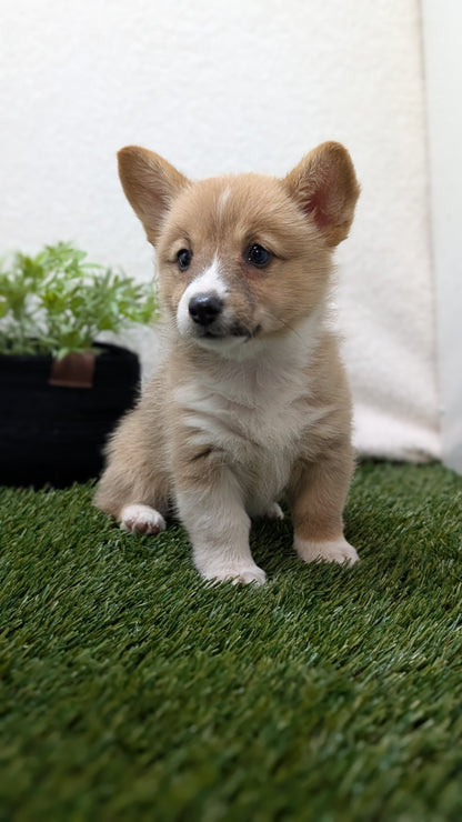 CORGI (07/10) FEMALE