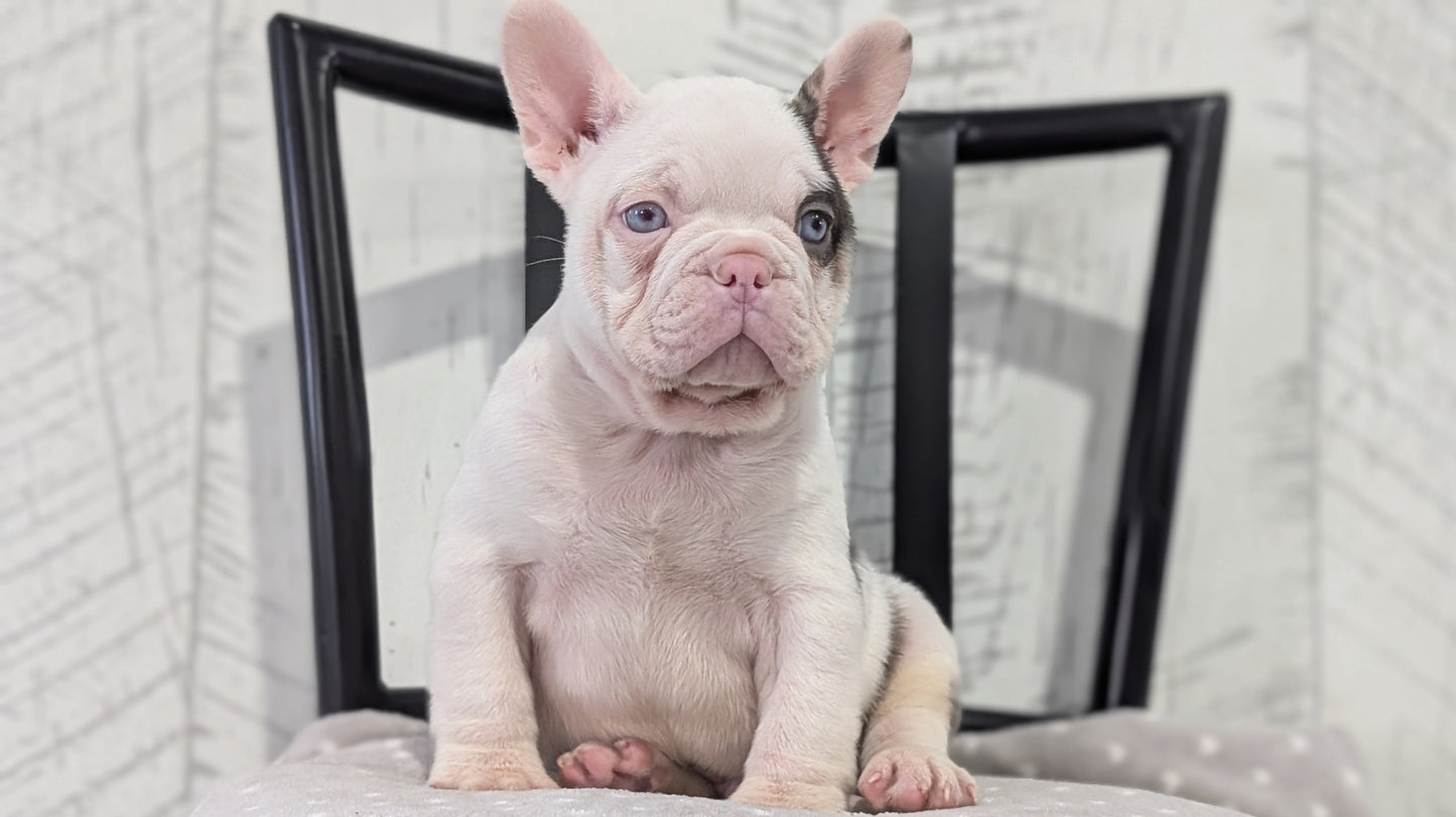 FRENCH BULLDOG (NOV 18) MALE