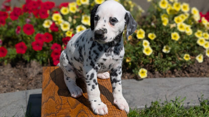 DALMATIAN (JUN 29) FEMALES