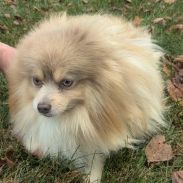 Teddy